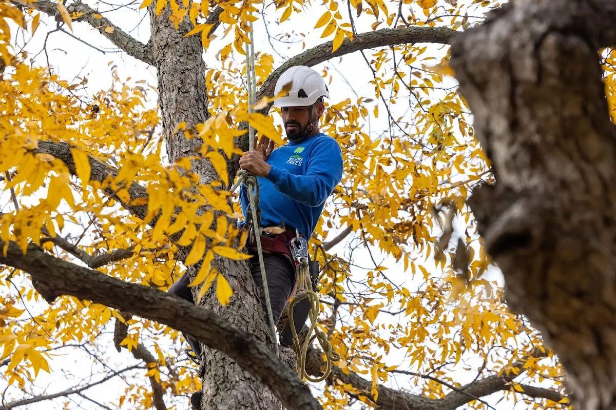 Skilled Tree Trimming crew working in Buras